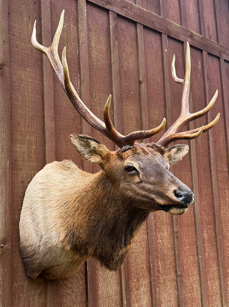 Taxidermy Mount
