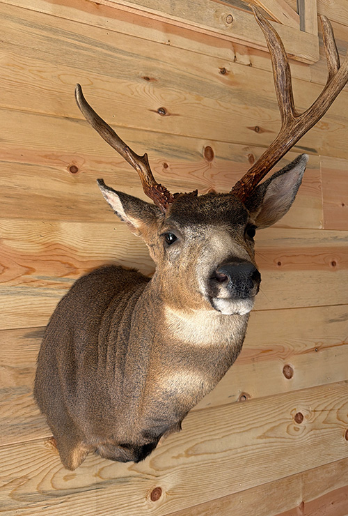 Taxidermy in Washington
