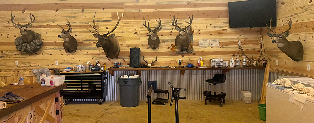 Taxidermy Shop Washington