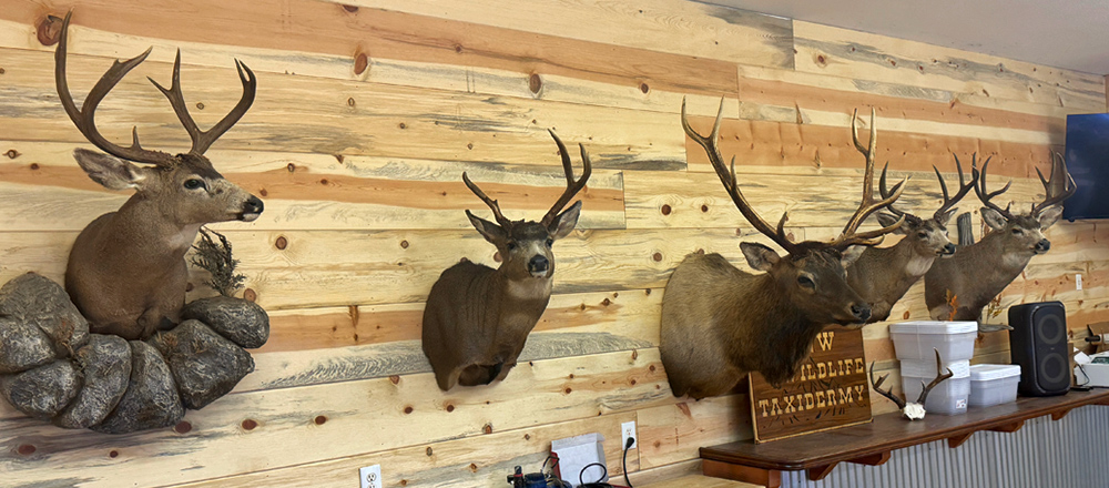 Taxidermy Shop in WA