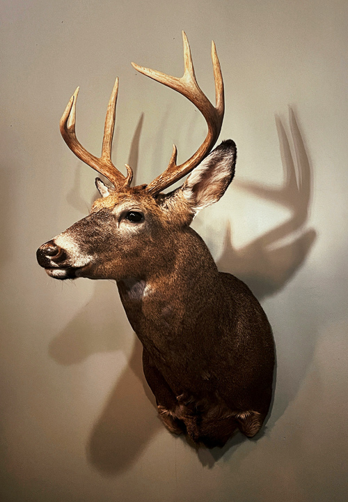 Taxidermy in Washington